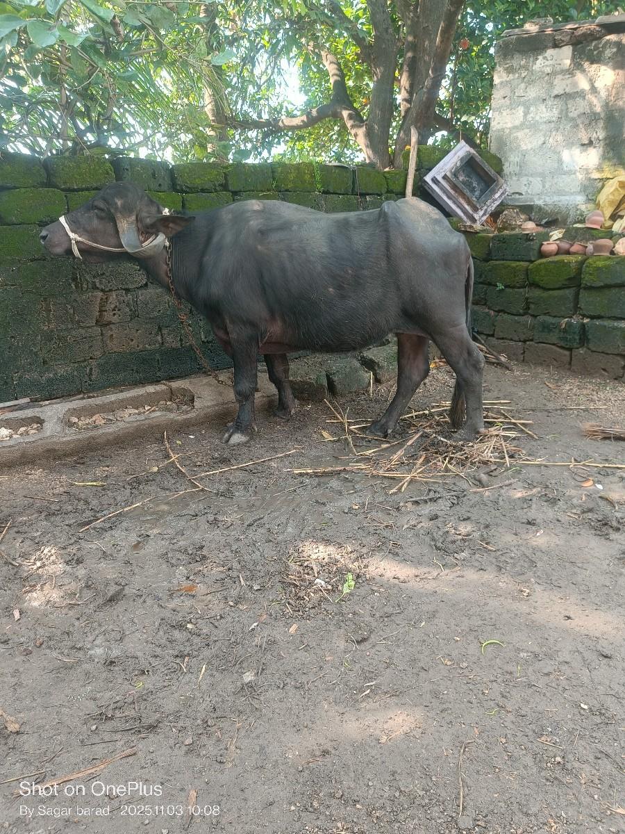 થંબનેલ 2