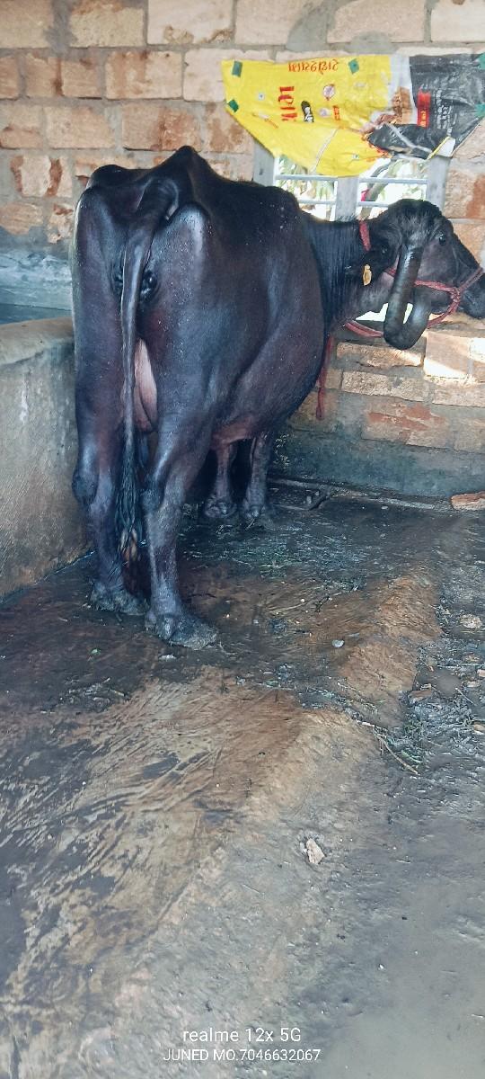 થંબનેલ 5