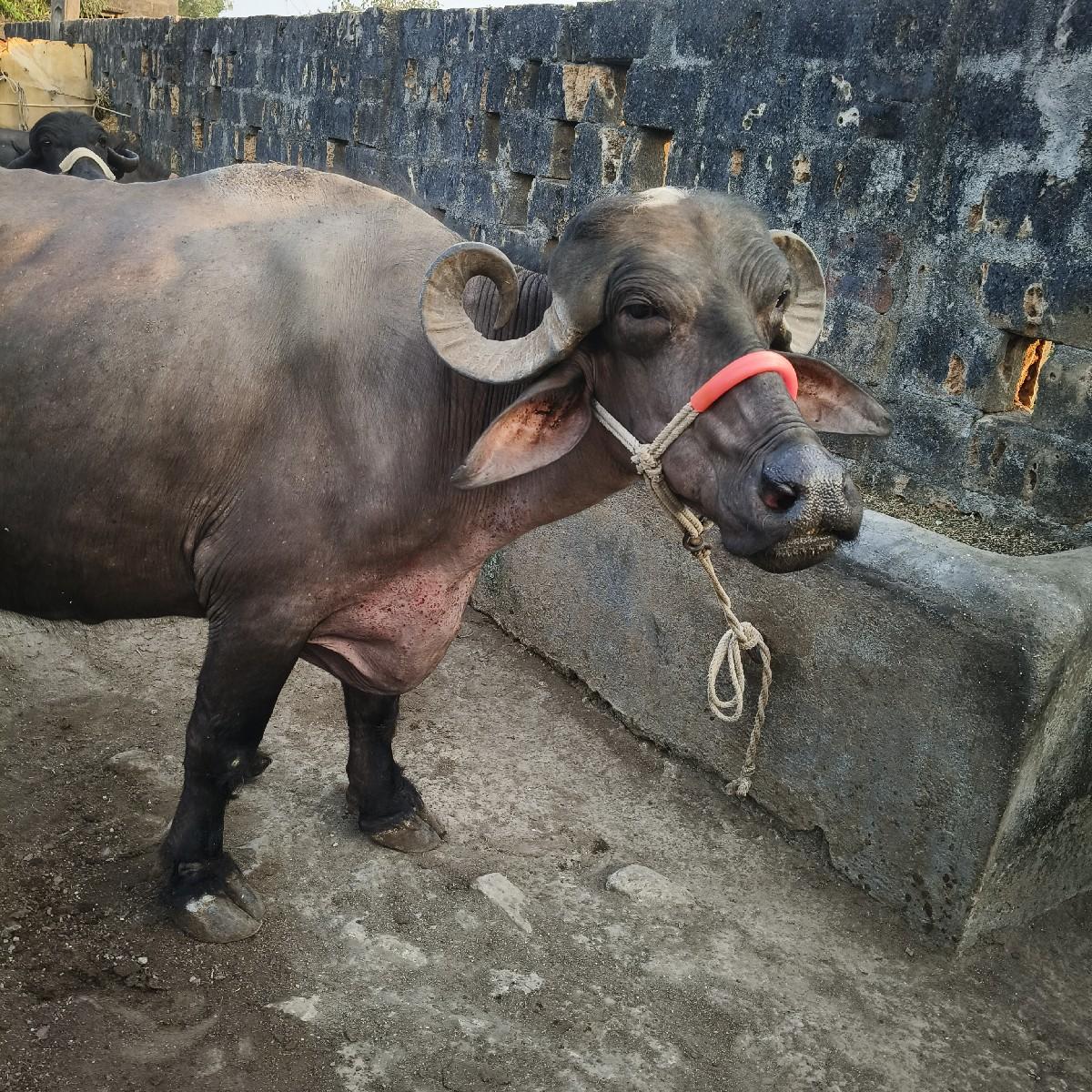 થંબનેલ 2