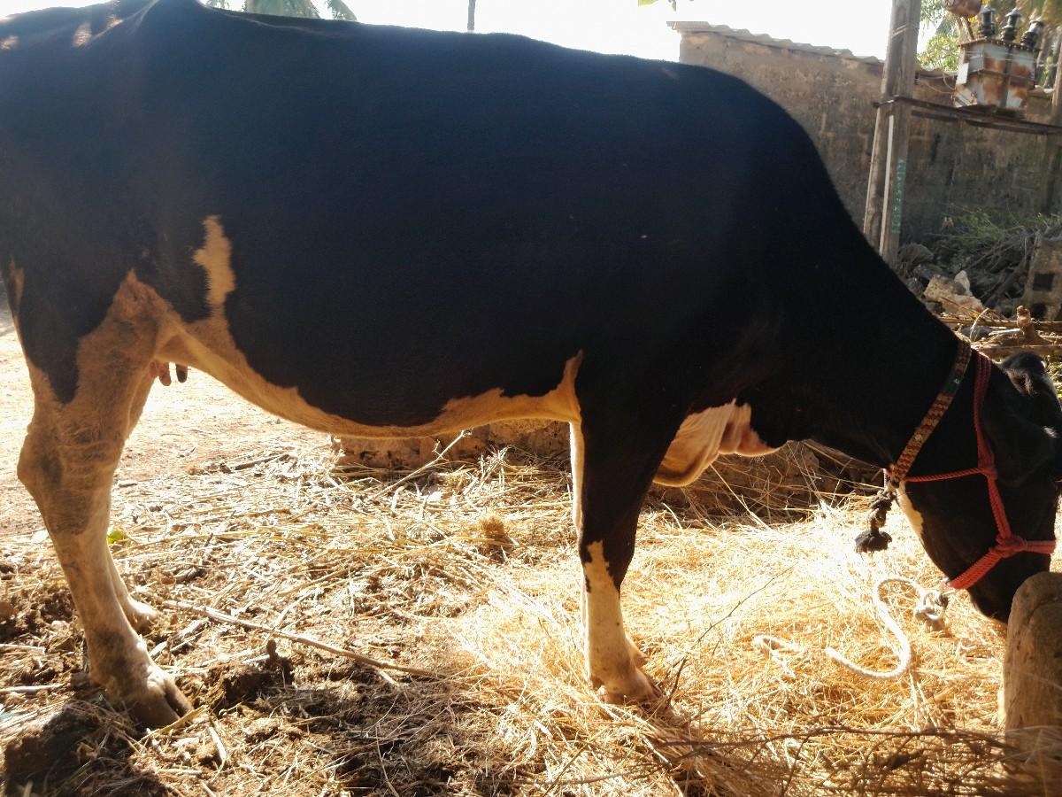 Kross. odki vesvani se