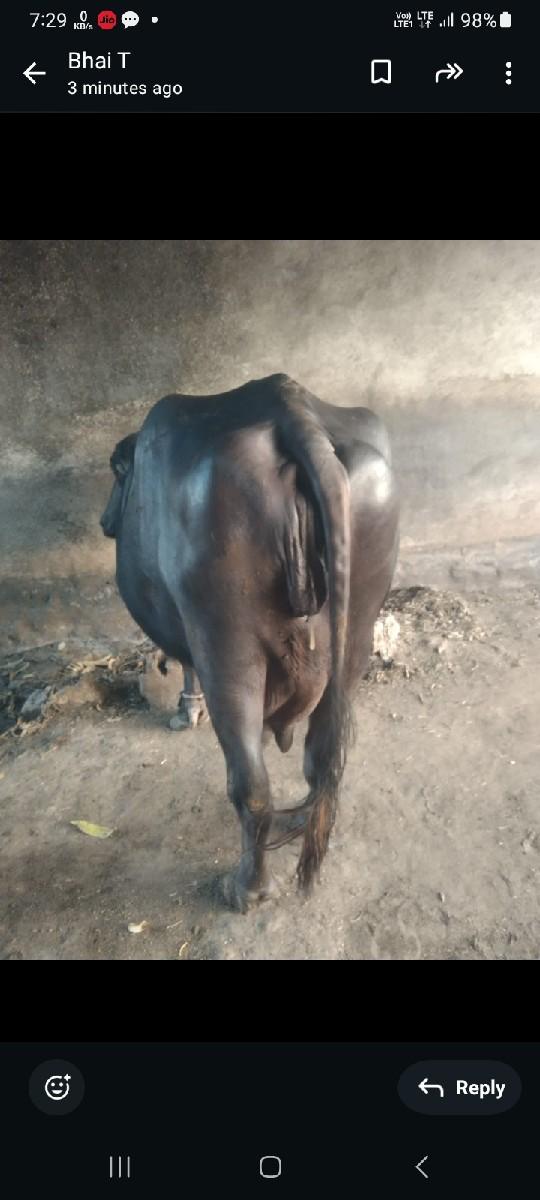 ભેંસ વાસવાની se