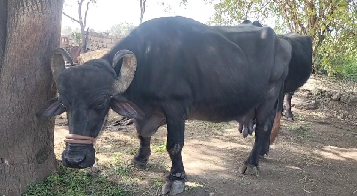 થંબનેલ 2