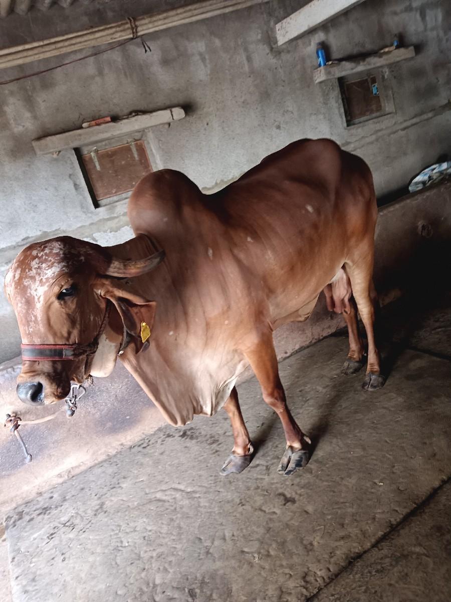 gir gai veshavani she