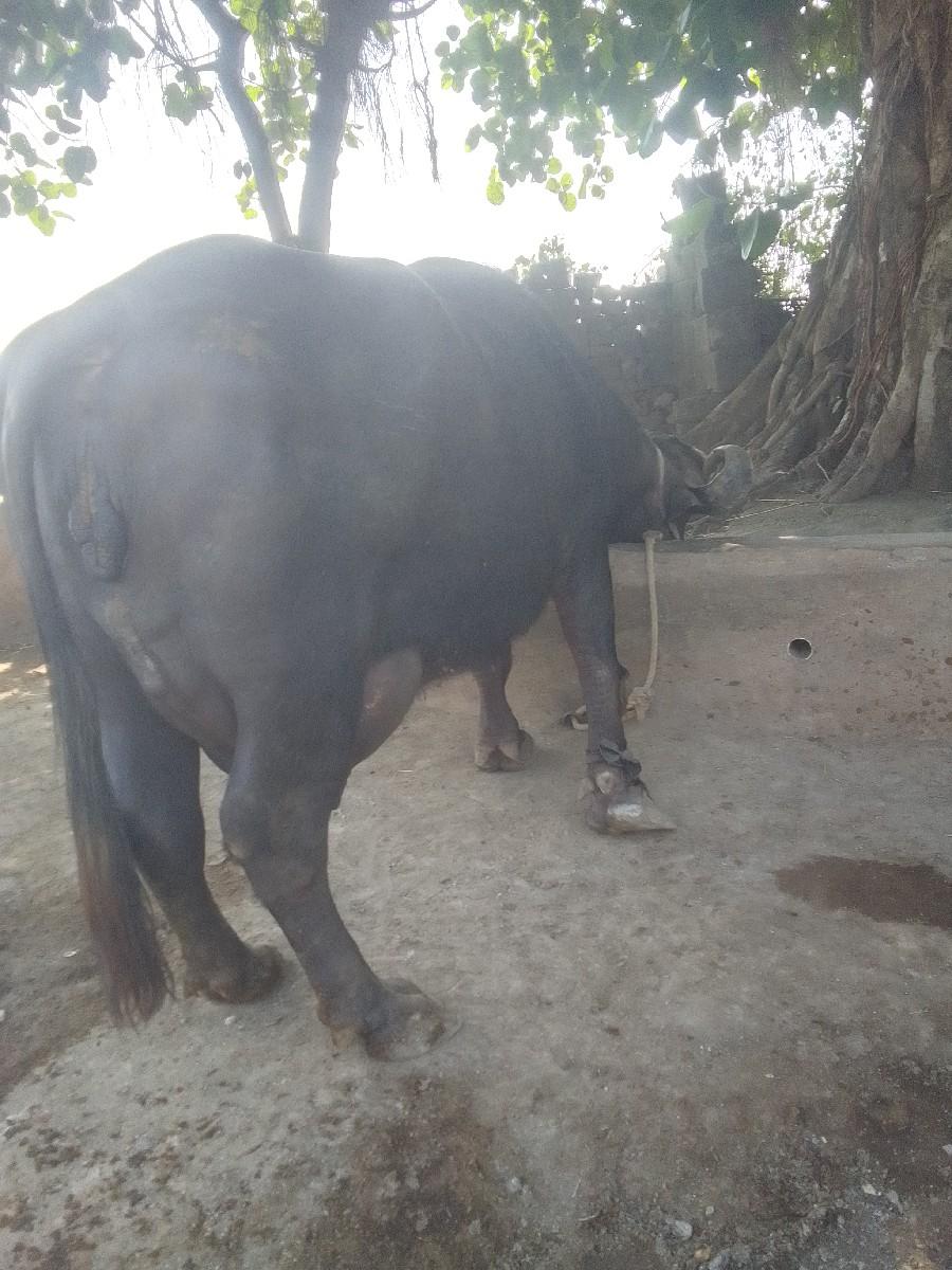 થંબનેલ 3