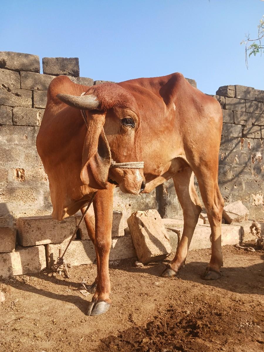 થંબનેલ 2