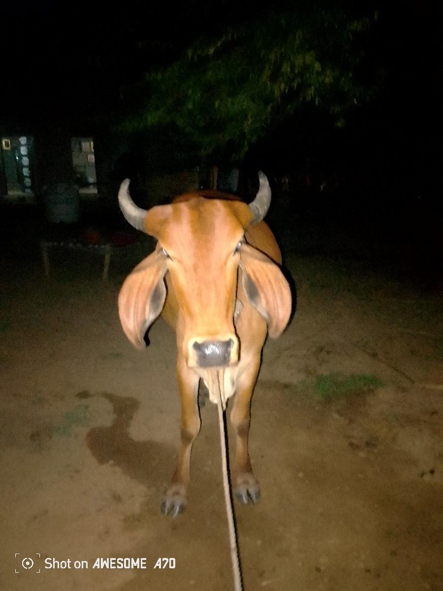 થંબનેલ 2