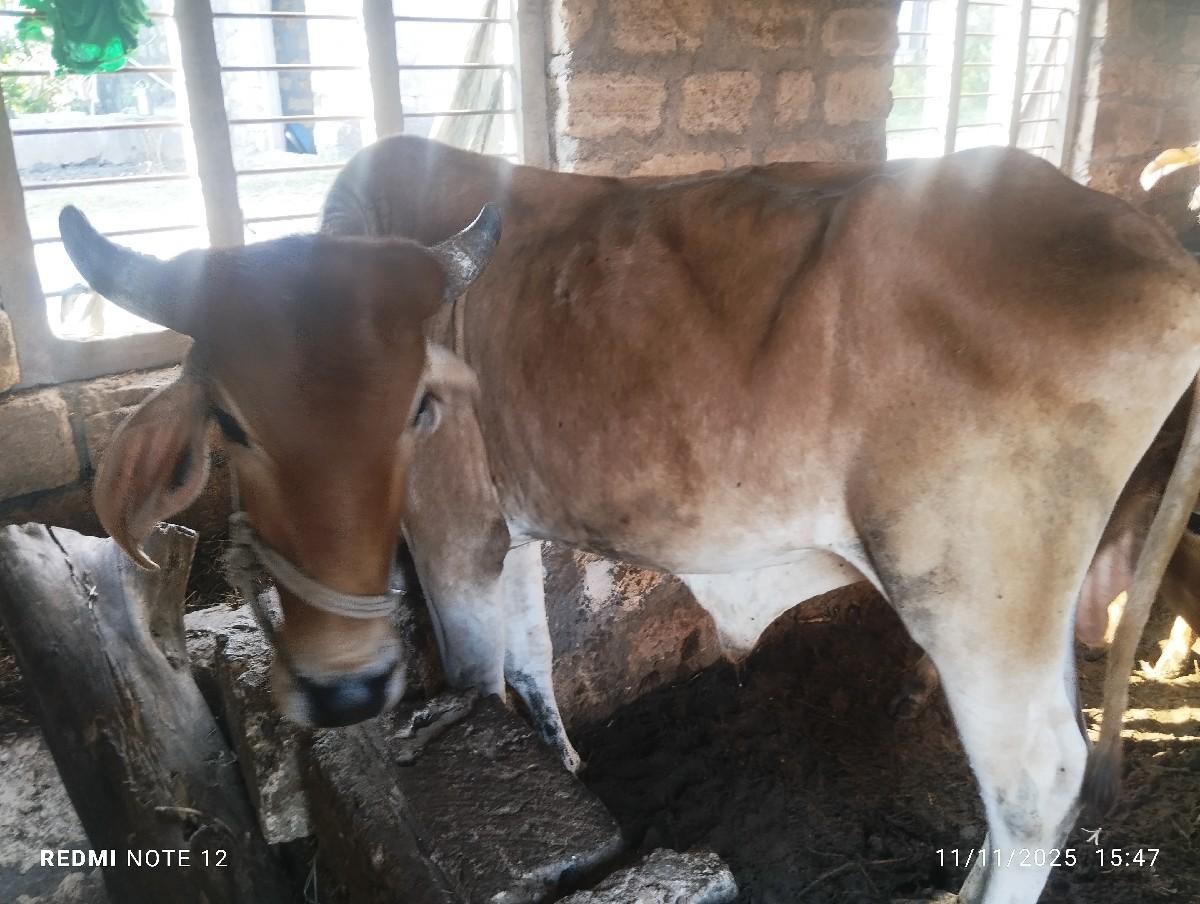 બળદ ગોઢલો વેચવાનો છે