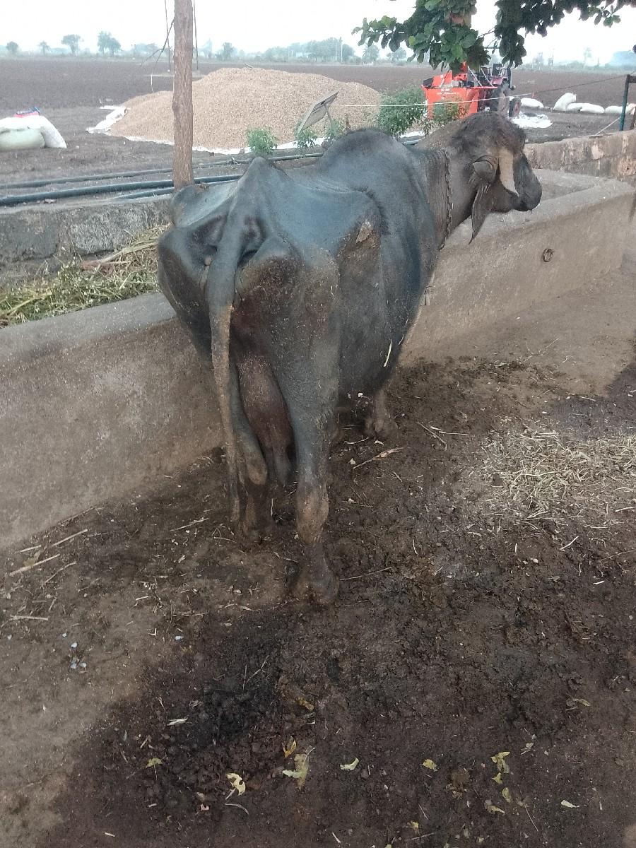 ભેંશ વેચવા ની છે