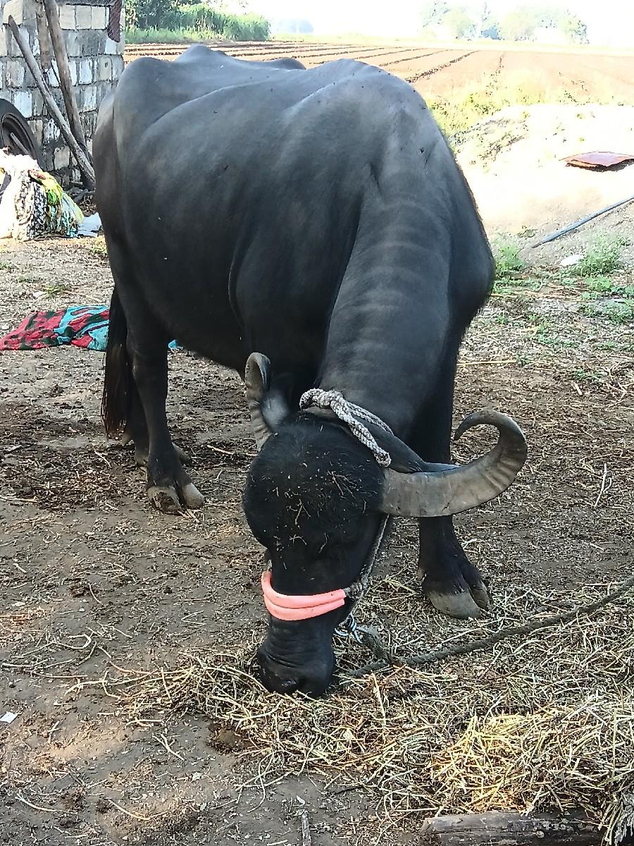 આ ભેંસ ના ટ્રેક્ટર હારે સાટા પા