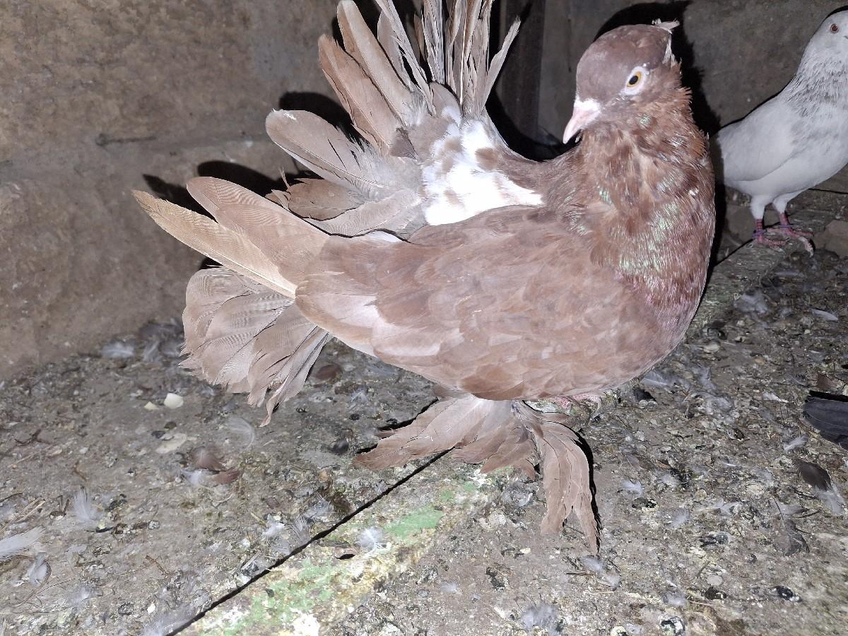 થંબનેલ 2