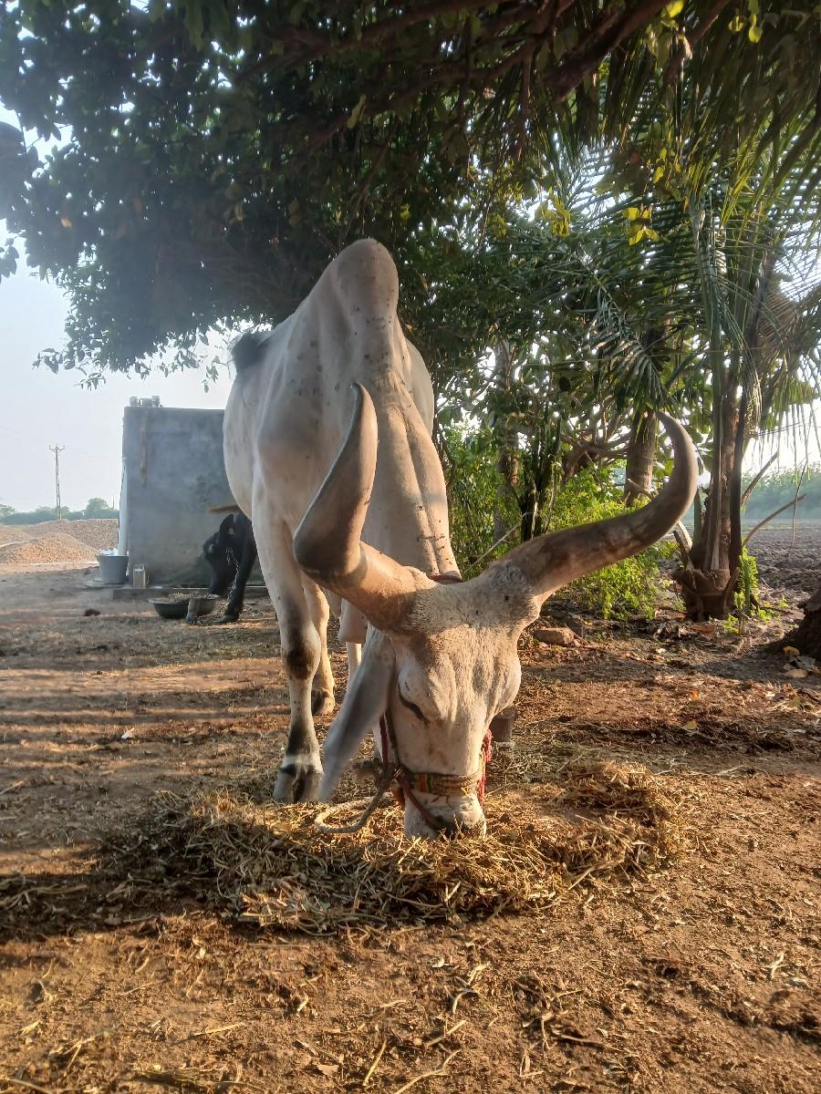 આ બળદ વેચવાના છે