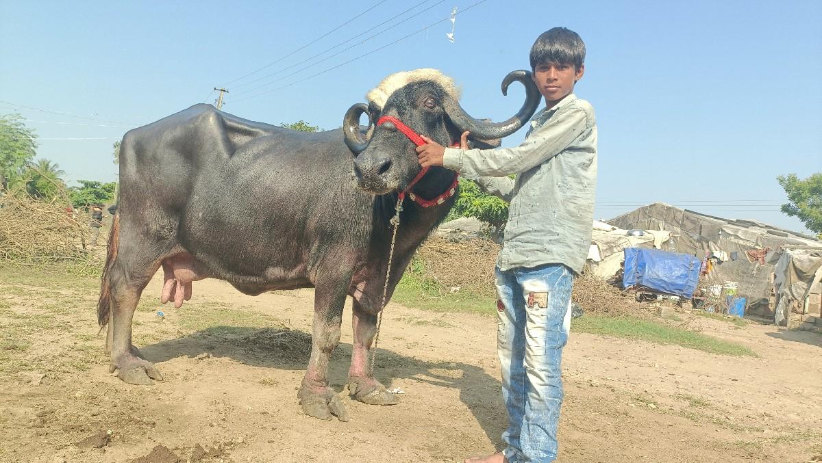 થંબનેલ 2