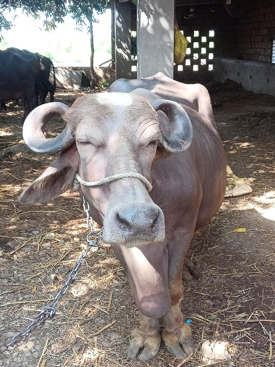 ભેસ વેસવાની છે