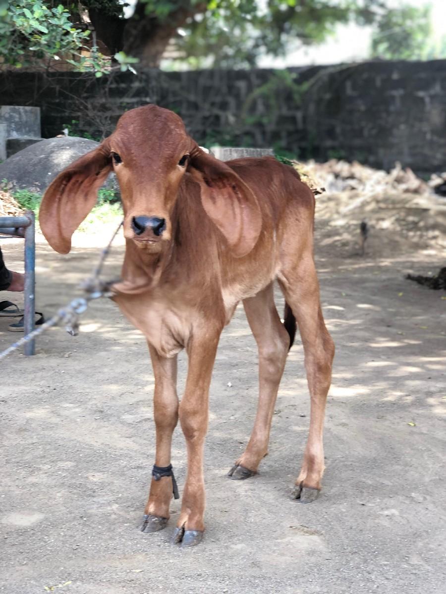 થંબનેલ 3