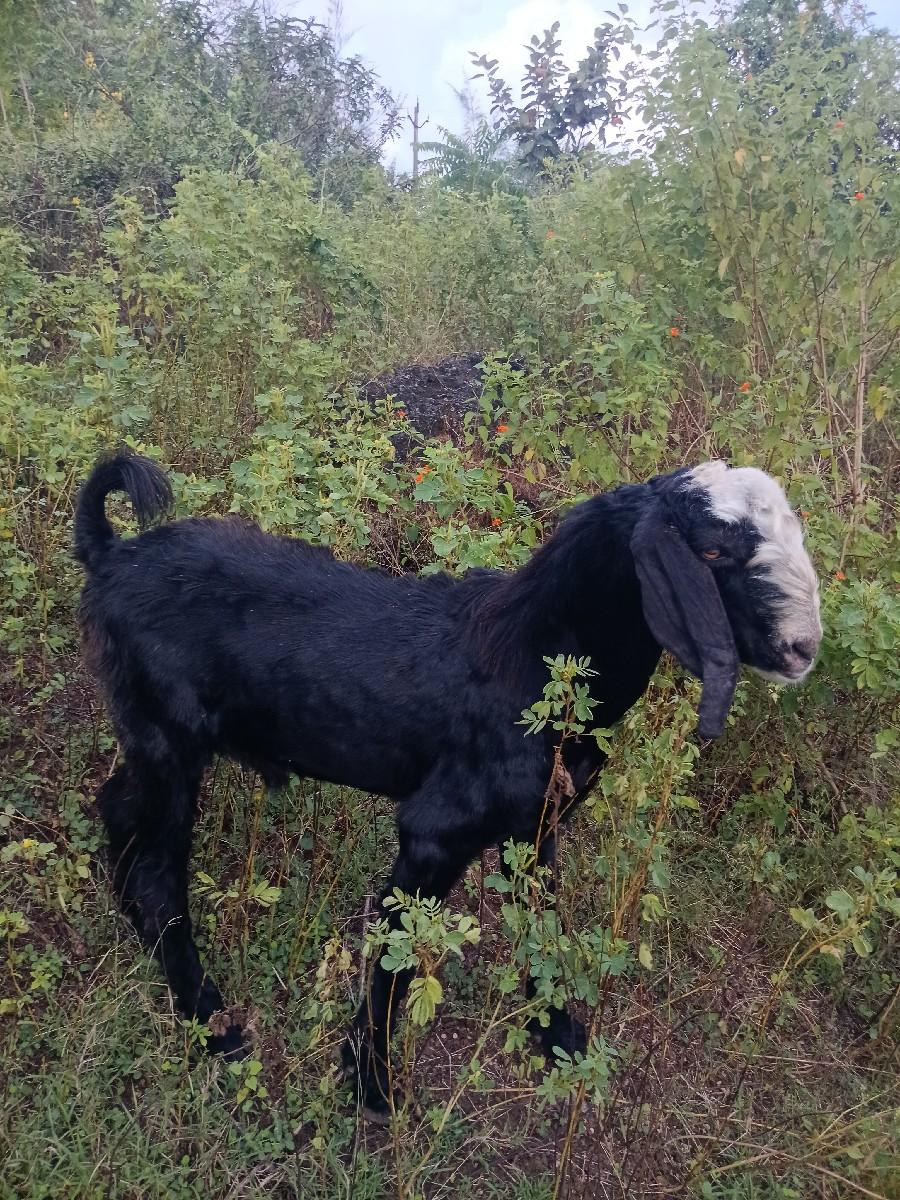 આ બકરો વેચવાનો છે