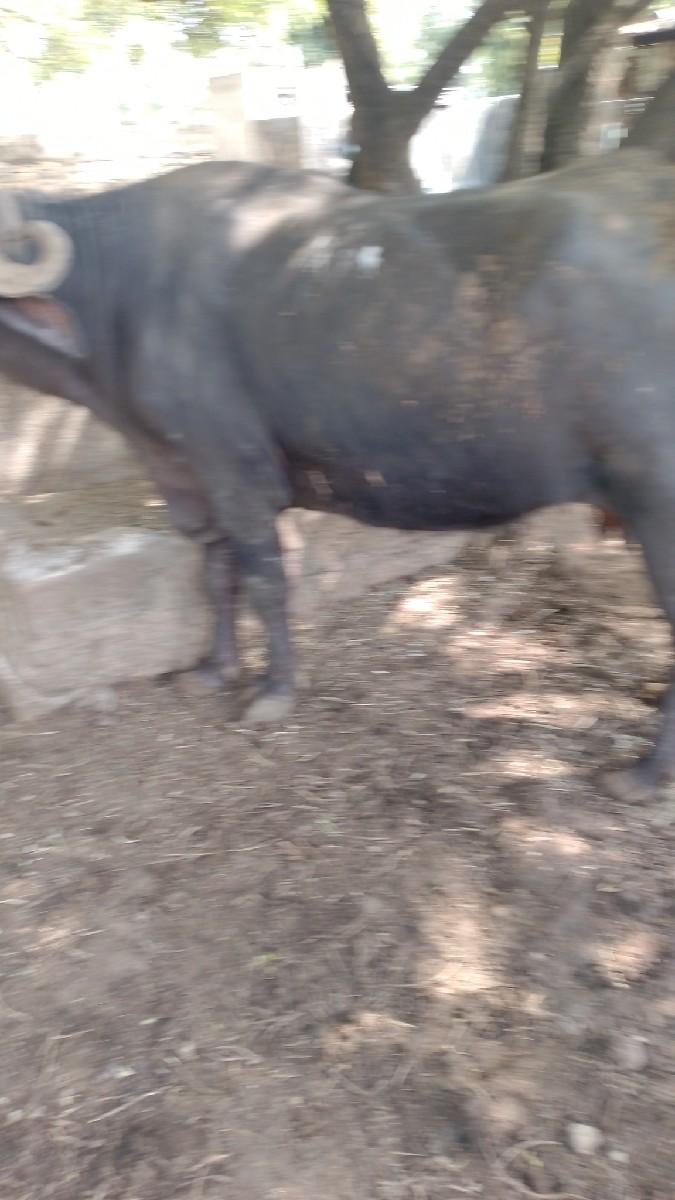 થંબનેલ 2