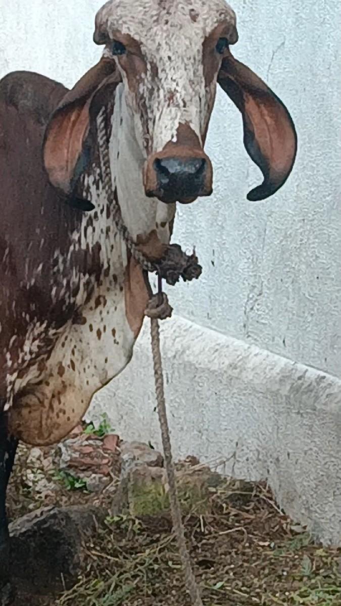 થંબનેલ 2