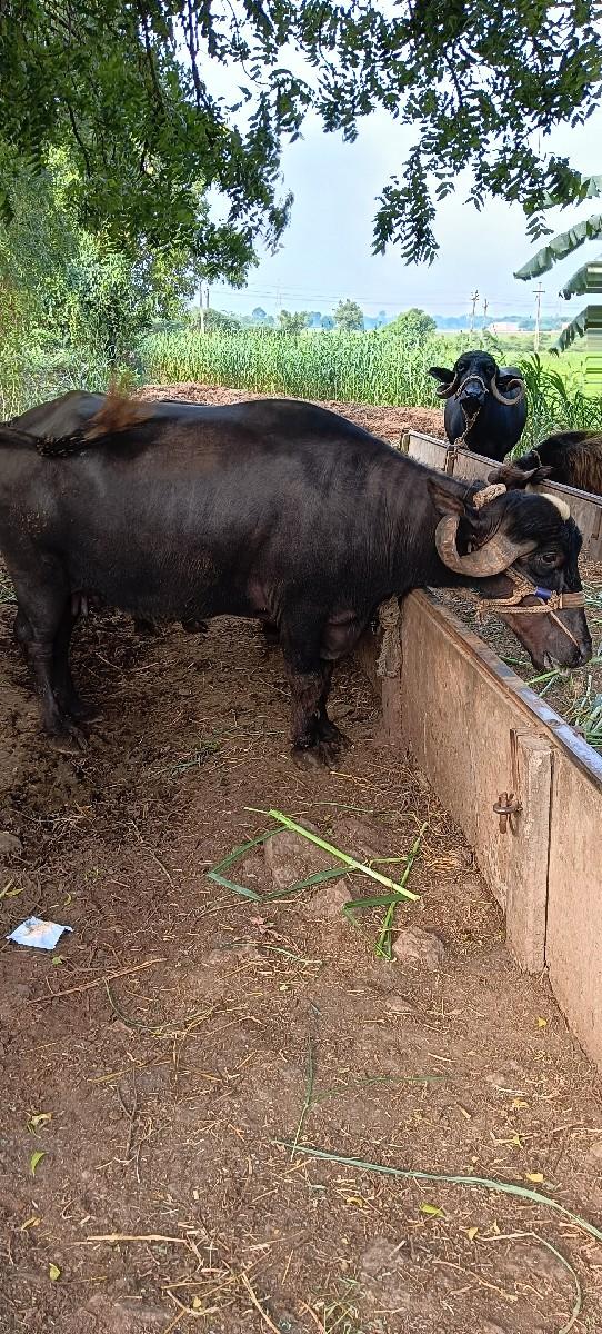 ત્રીજું વેટર ભેંસ jafri