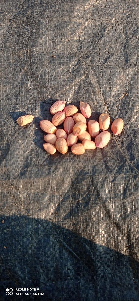 કૉરી માંડવી વૅસવાનીછૅ