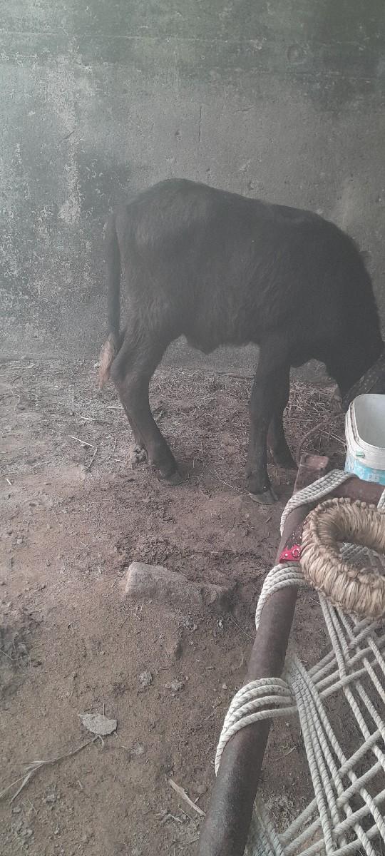 થંબનેલ 2