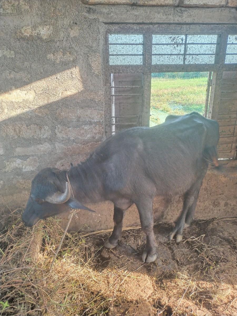 થંબનેલ 2