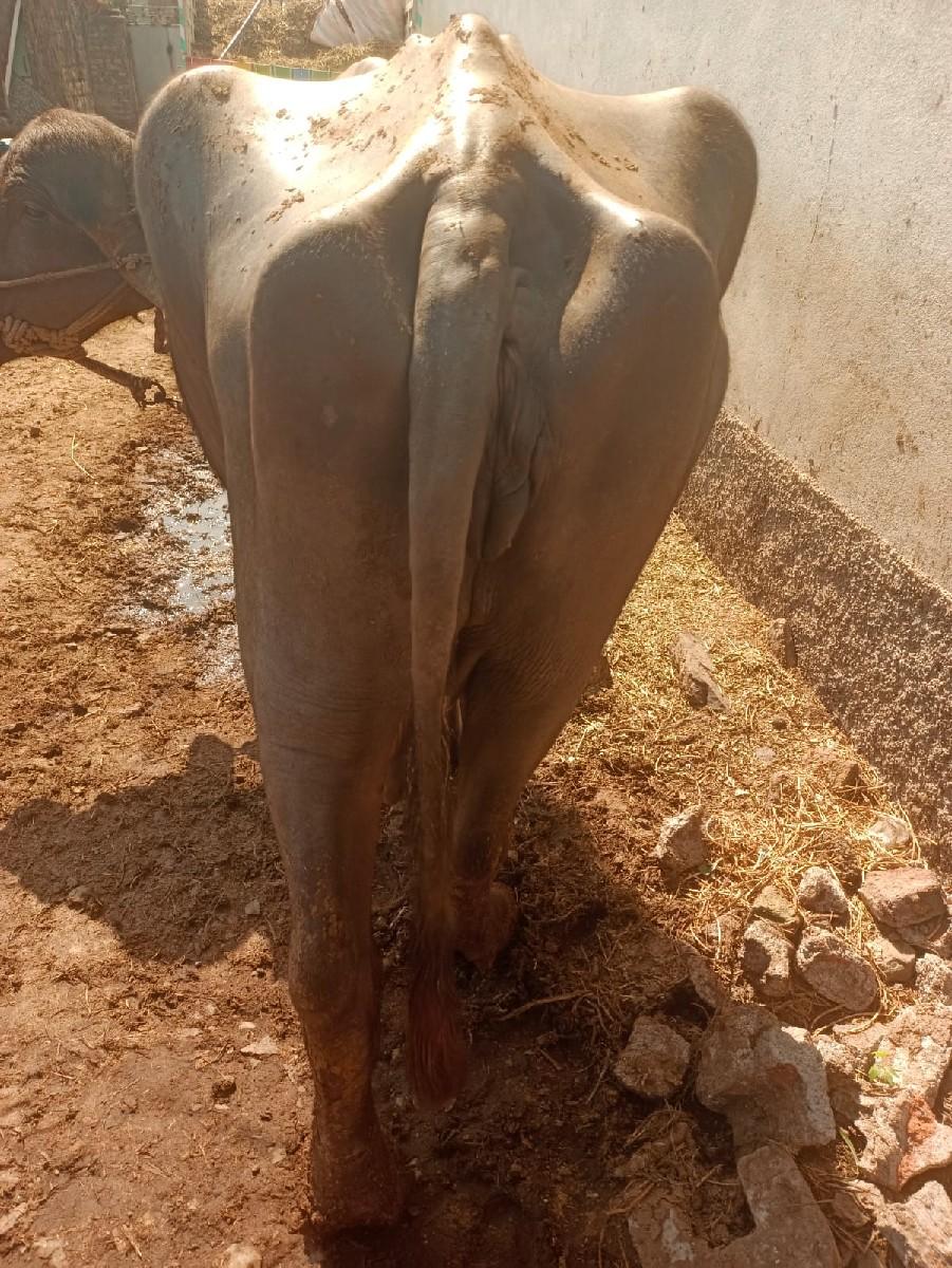 થંબનેલ 3