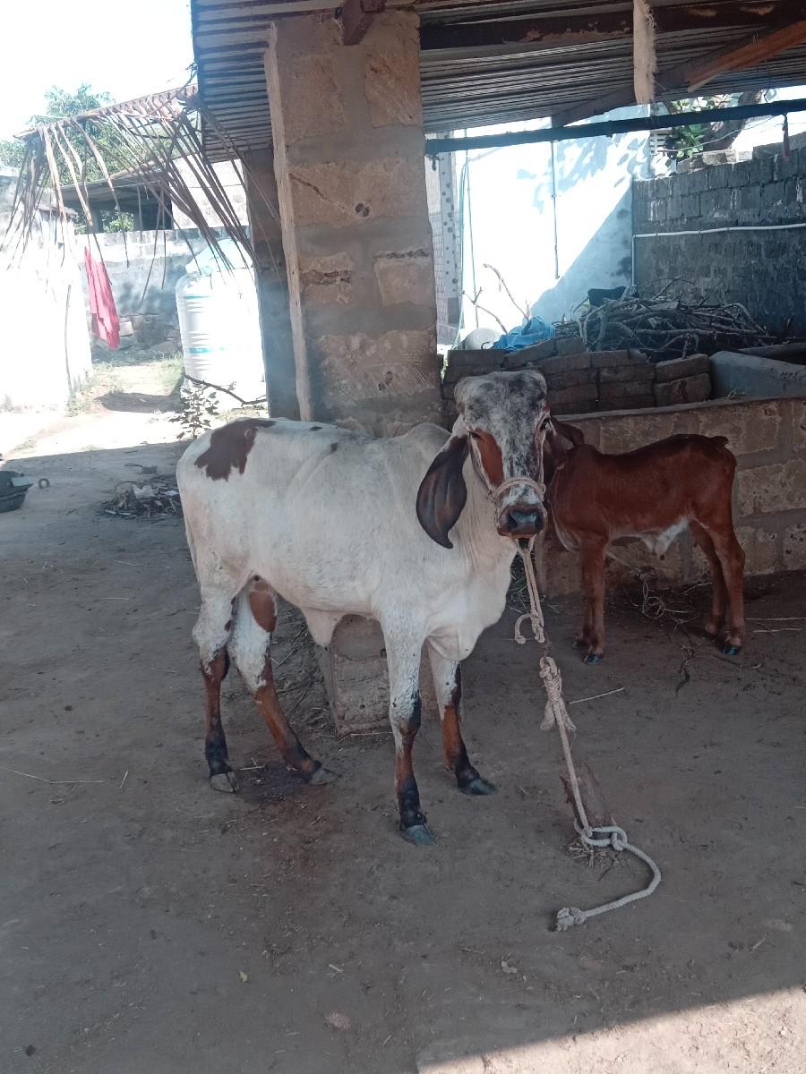 થંબનેલ 3