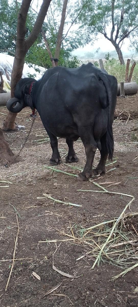 થંબનેલ 2