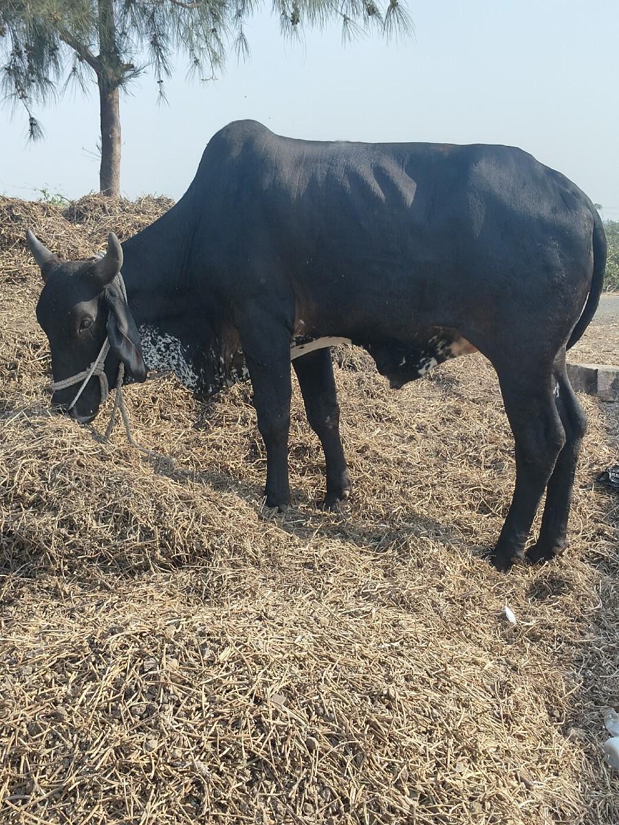 ઘોધલોવેચવાનોછે