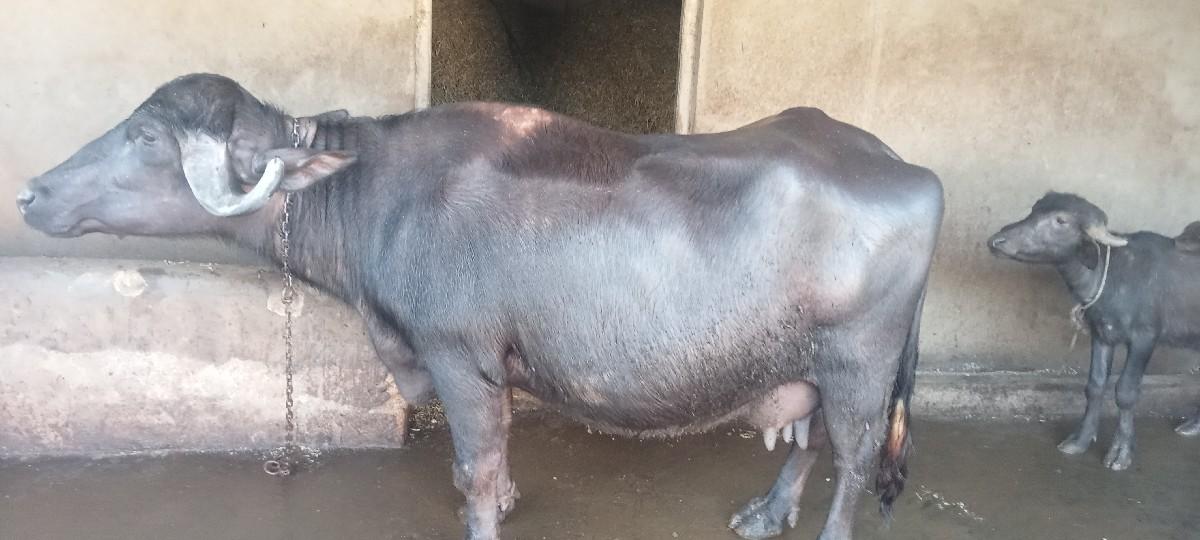 થંબનેલ 2