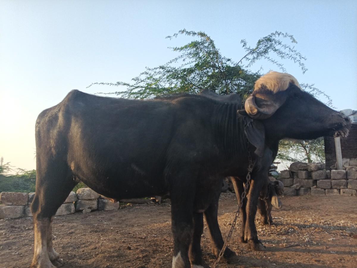 બેદાતેશ