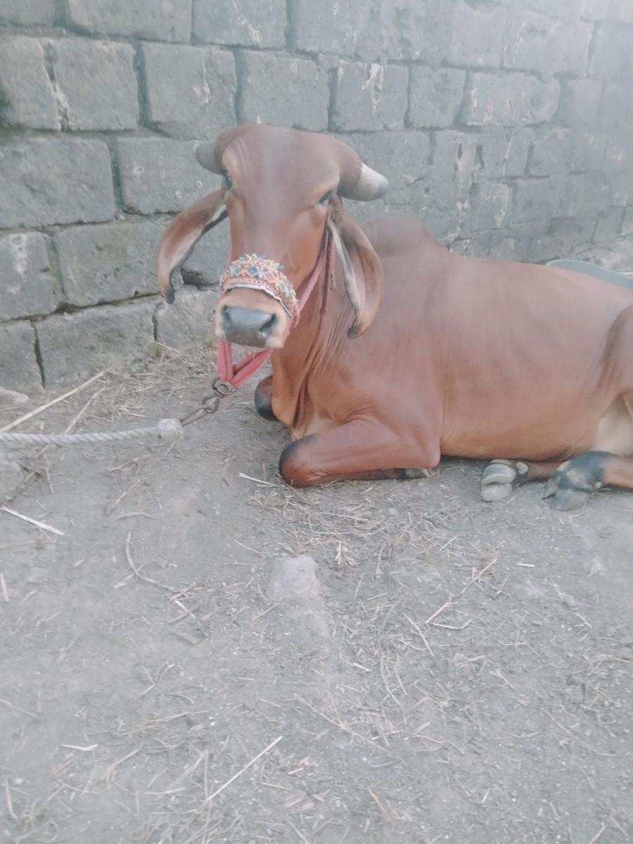 હોડકી આપવાની સે ફ્રી મા