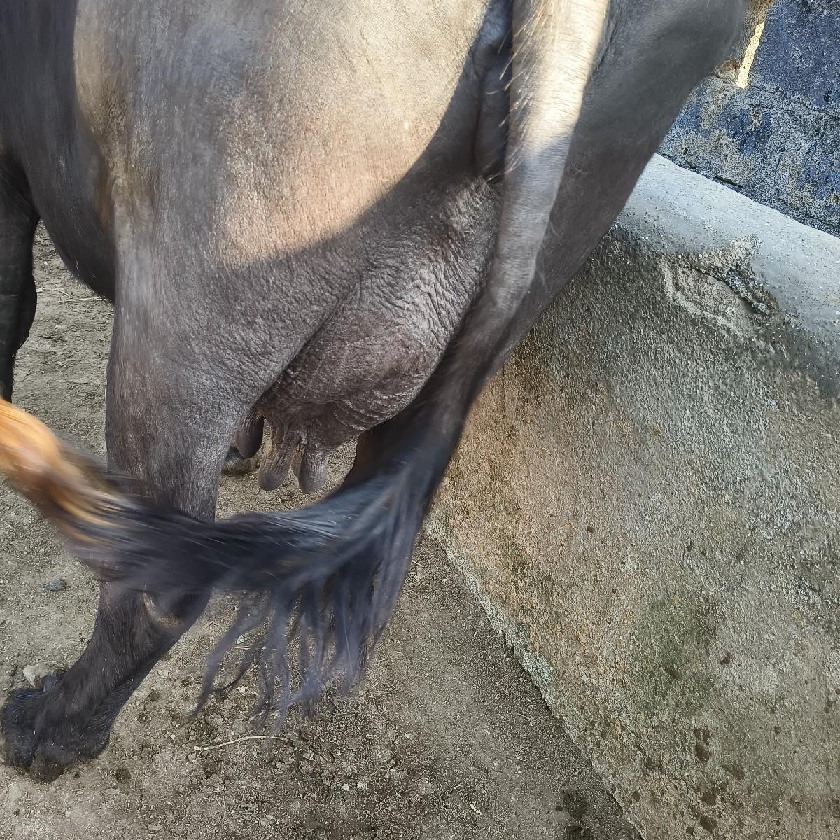 થંબનેલ 3