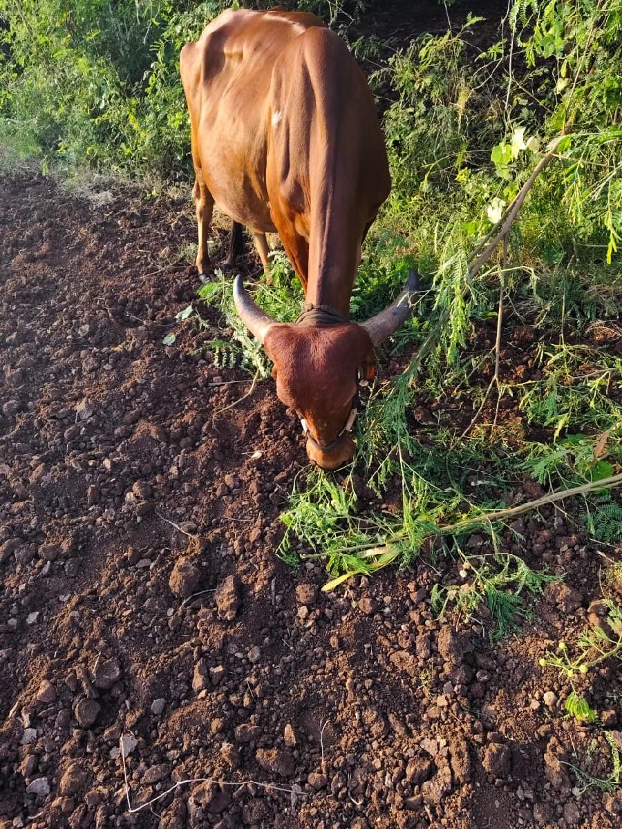 થંબનેલ 3