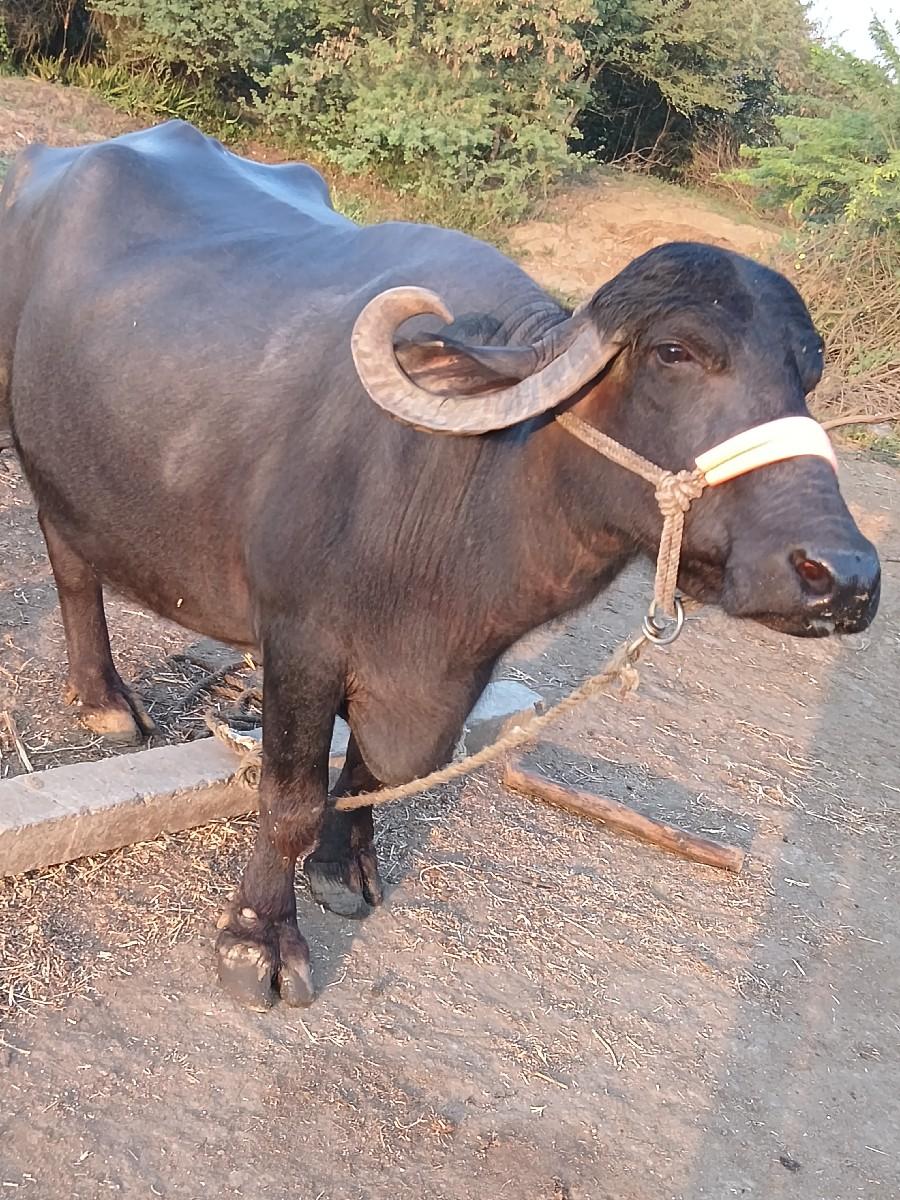 થંબનેલ 3