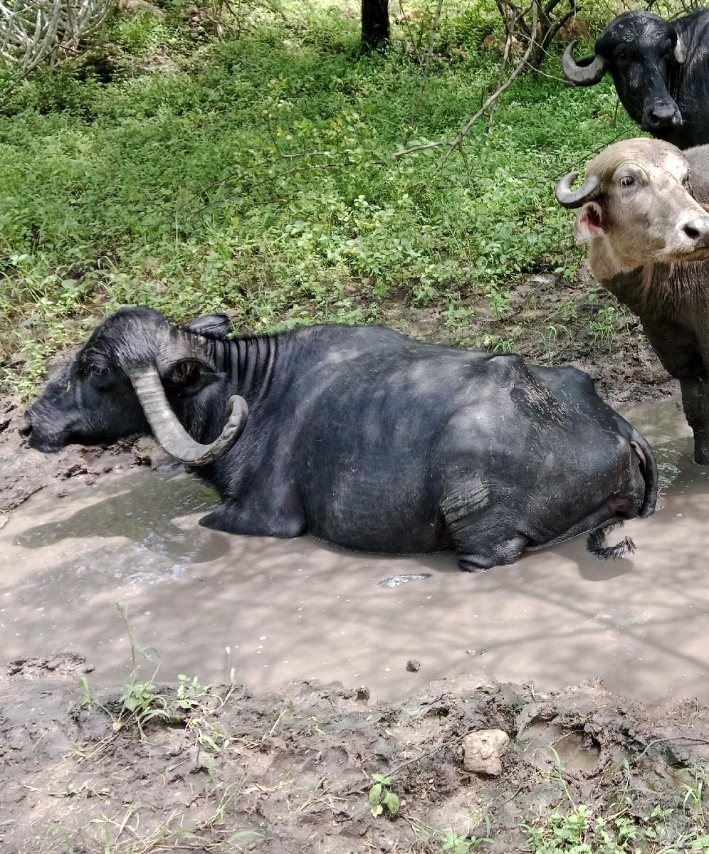 વેચવાની છે