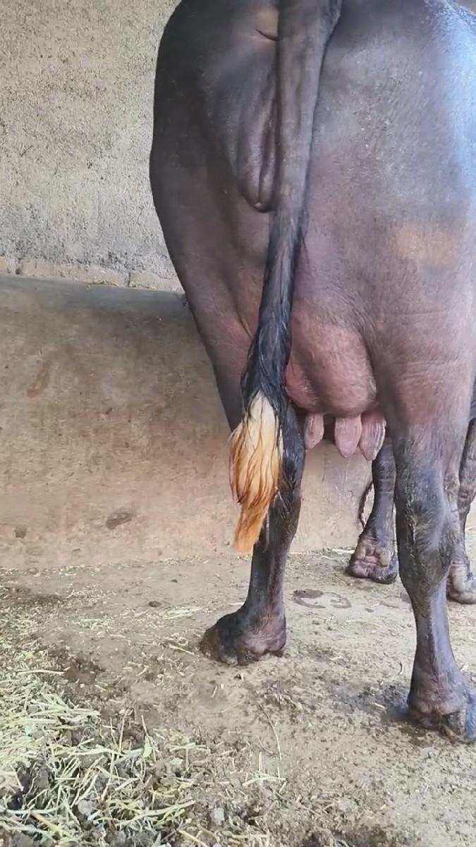 થંબનેલ 6