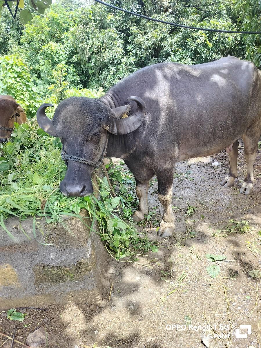 થંબનેલ 2