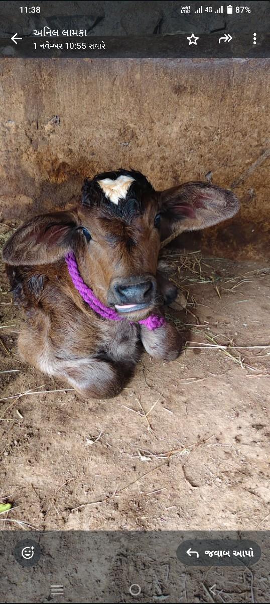 છ દિવસની ગયેલી છે 
નીચે વાસળી