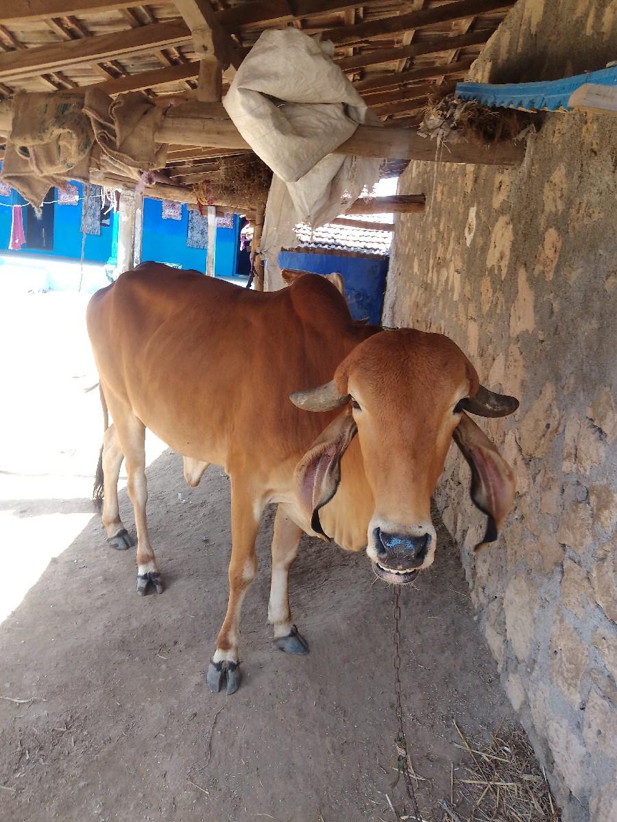 સાટા કરવાના છે