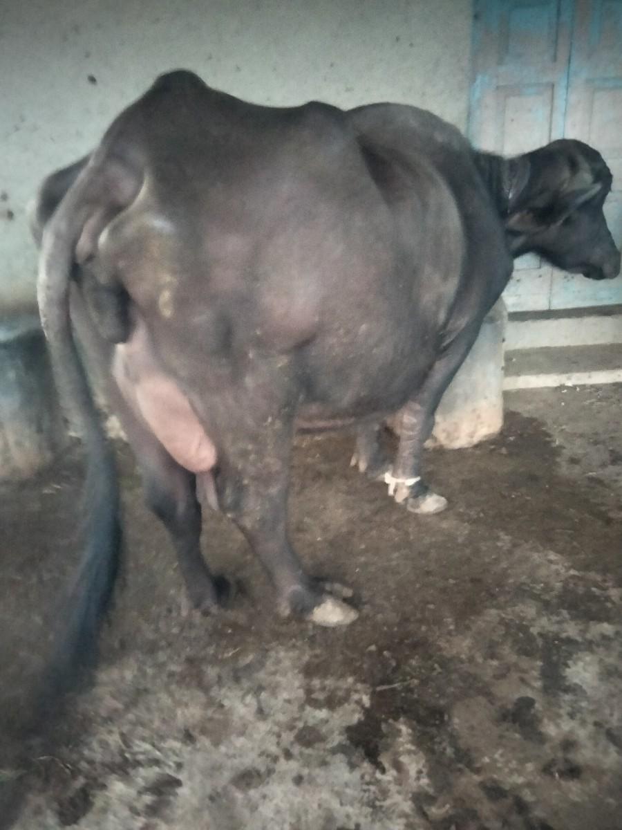 થંબનેલ 2