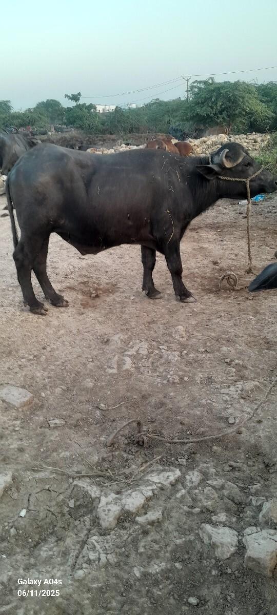 થંબનેલ 3