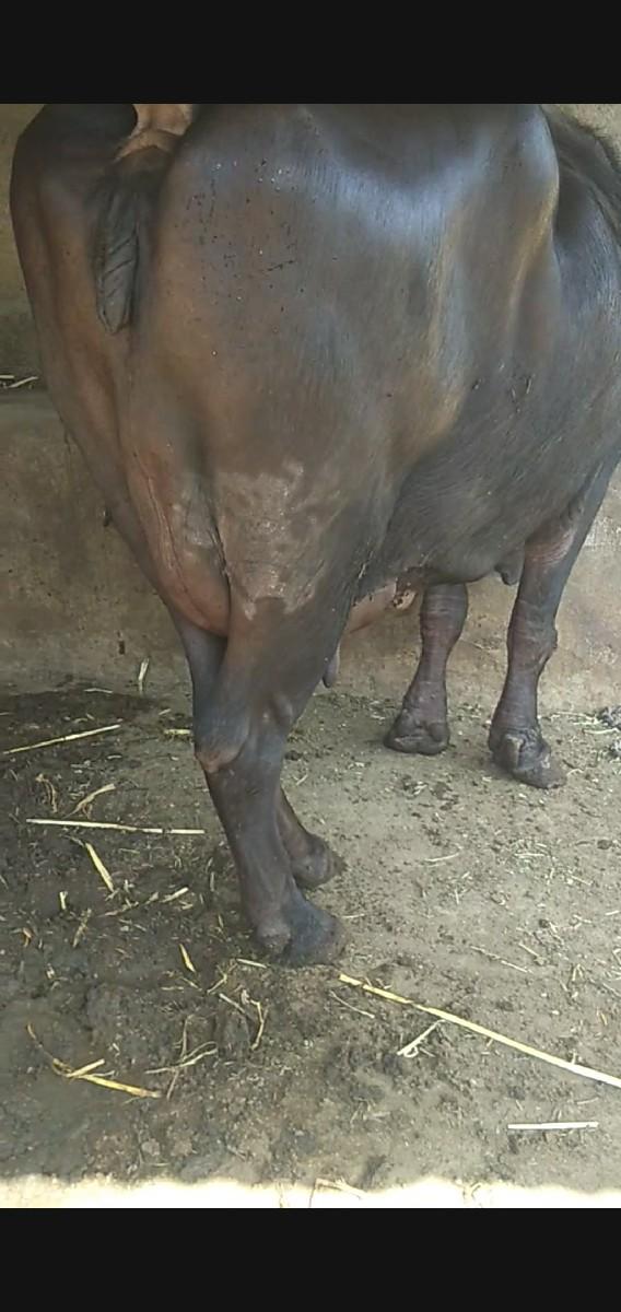 થંબનેલ 5