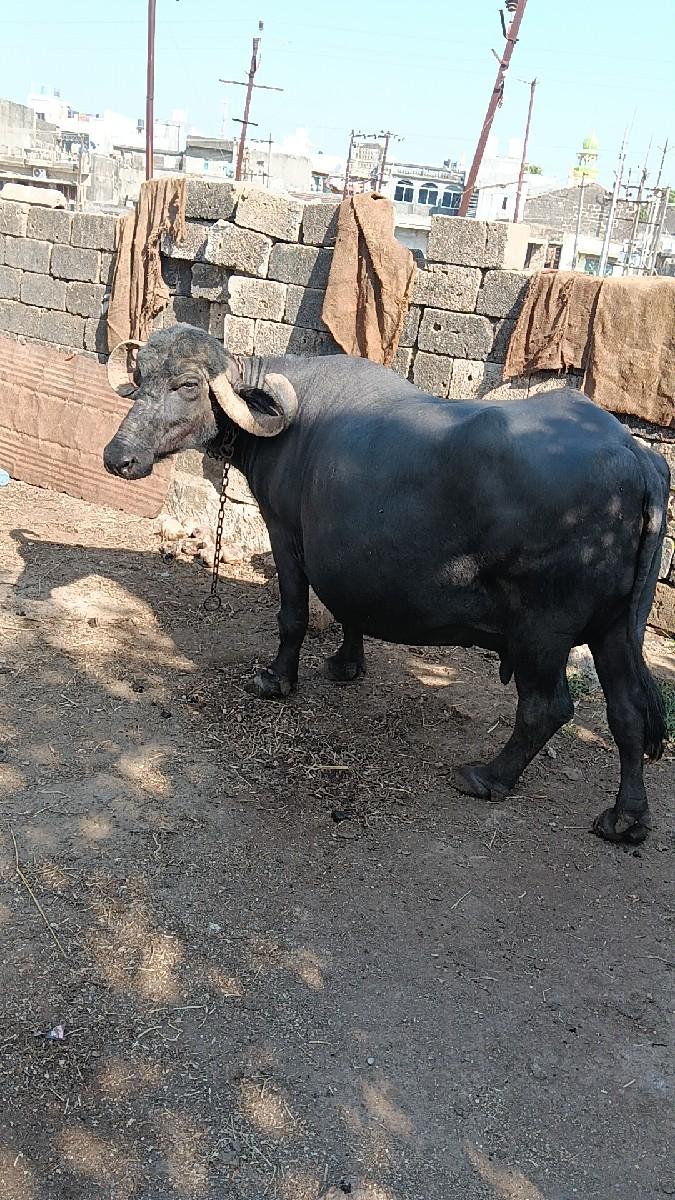 થંબનેલ 2