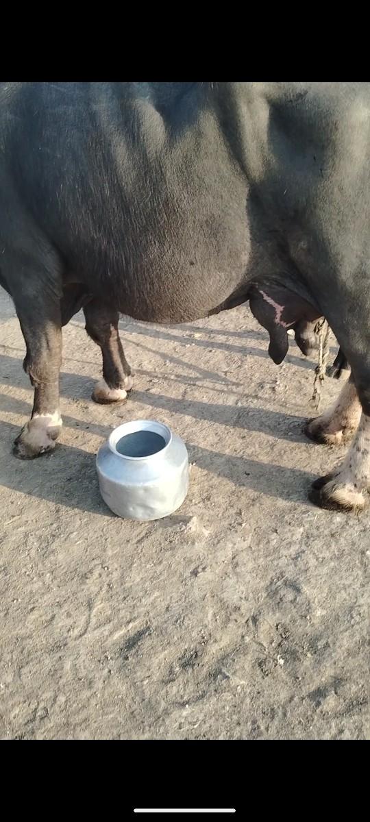 થંબનેલ 3