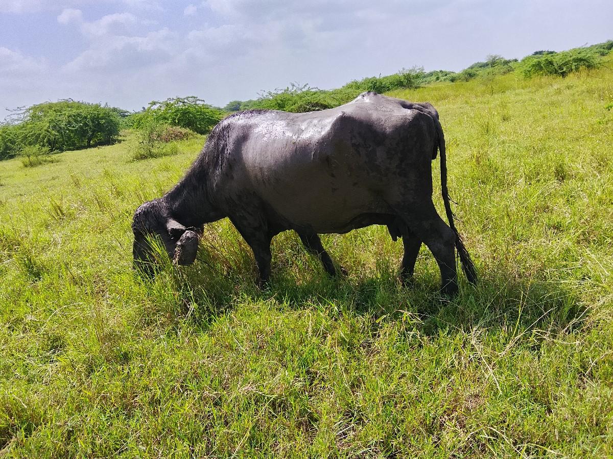 થંબનેલ 3