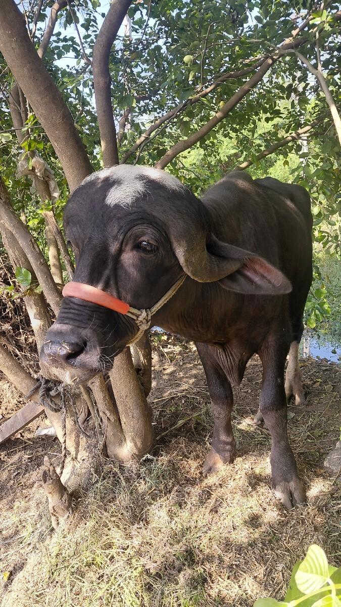 થંબનેલ 3