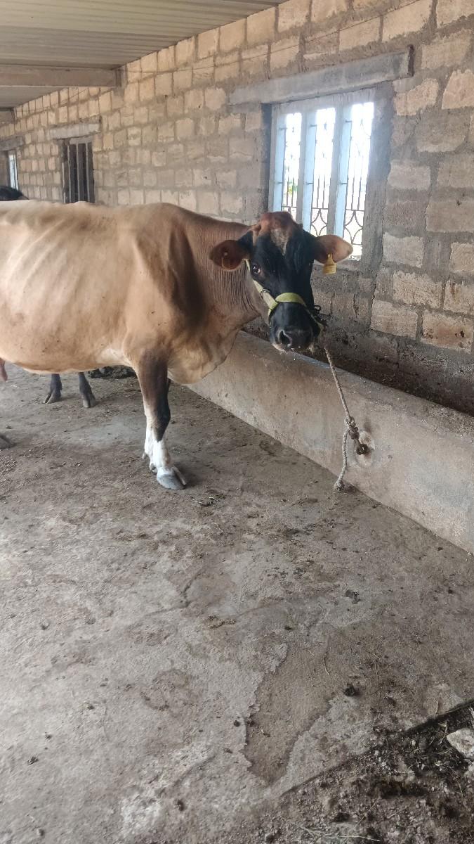 ગાય વેચવાની છે