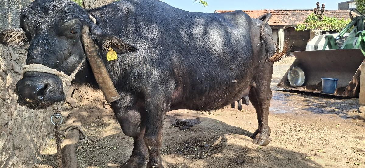 થંબનેલ 3