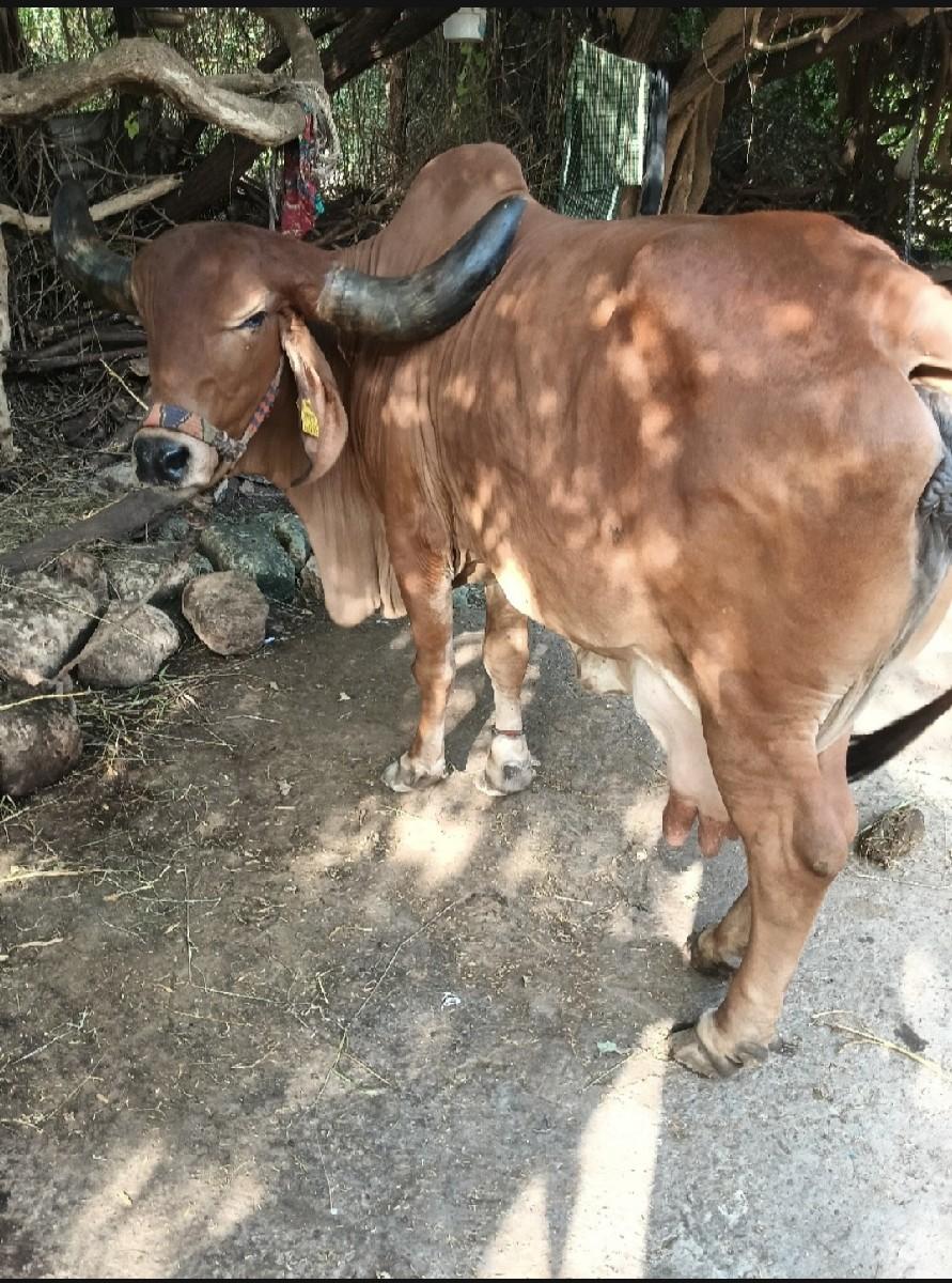 વેચવાની છે